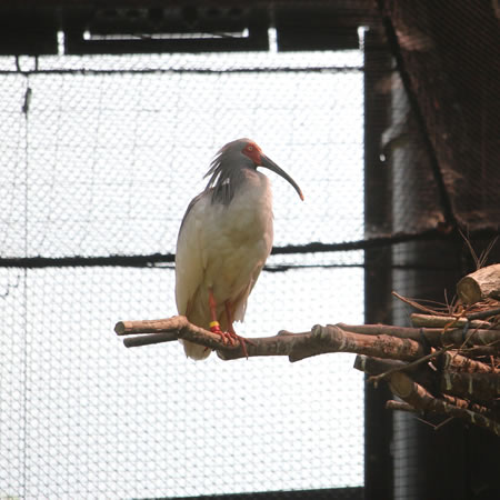 トキの森公園