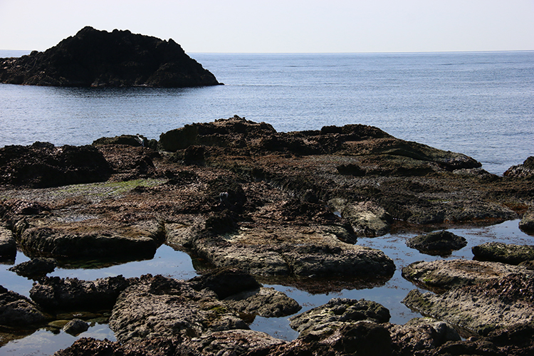 くいなの浜へご案内（磯遊び体験）